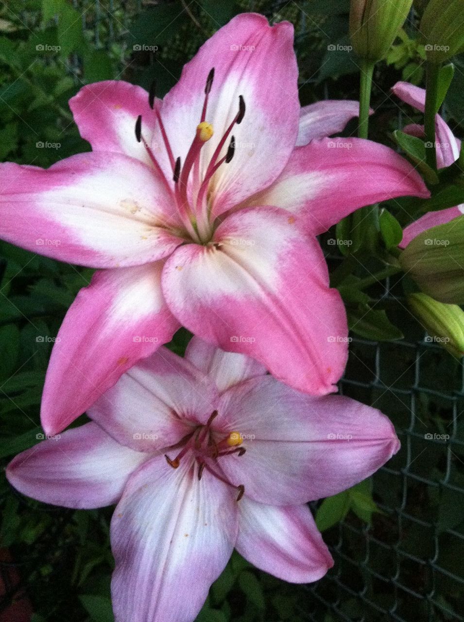 Pink and white Lilly 