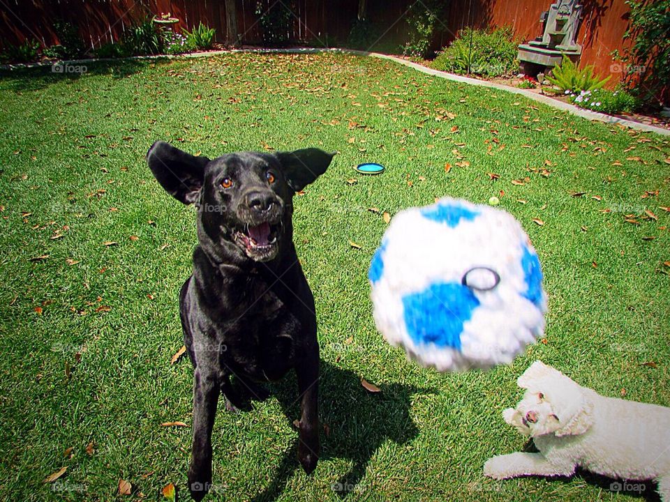Black Labrador jumping for ball