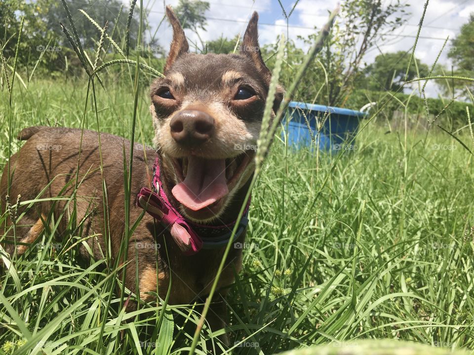 Even though the grass was taller than she, it never stopped her from enjoying the out doors 