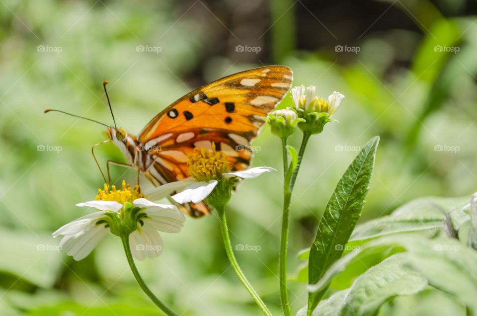 Butterfly On Spanish Needle Flower