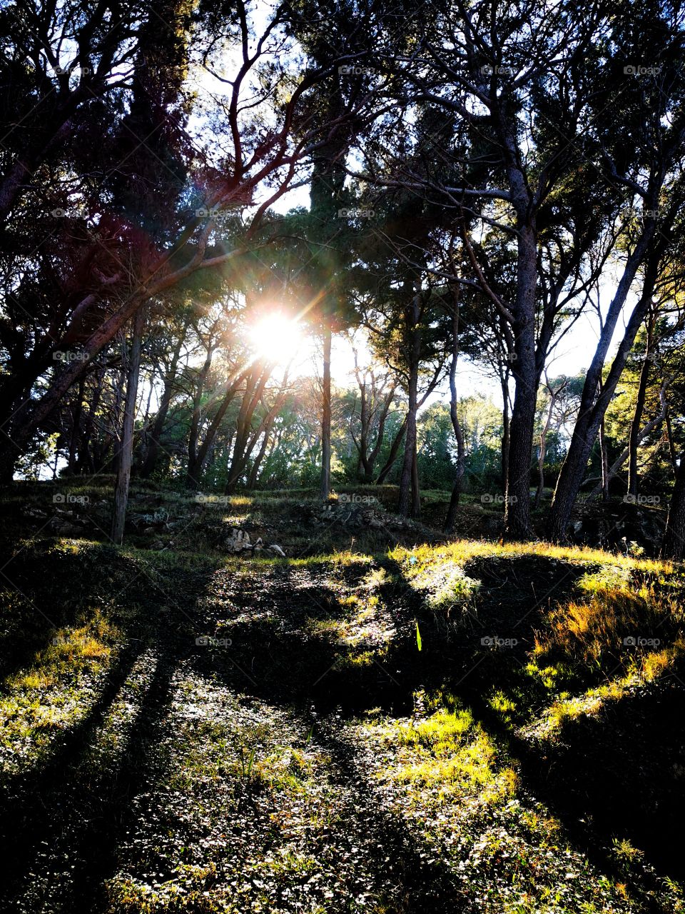 Forest sun