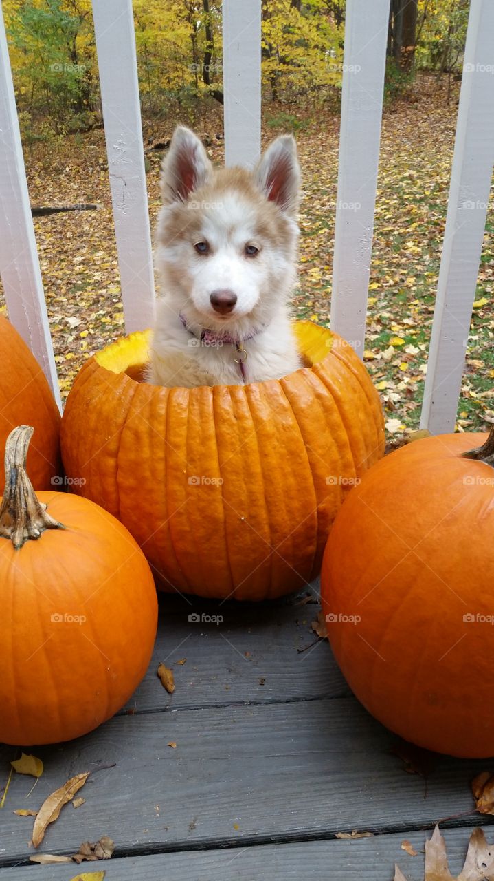 Siberian Husky puppy in a Pumpkin for Halloween