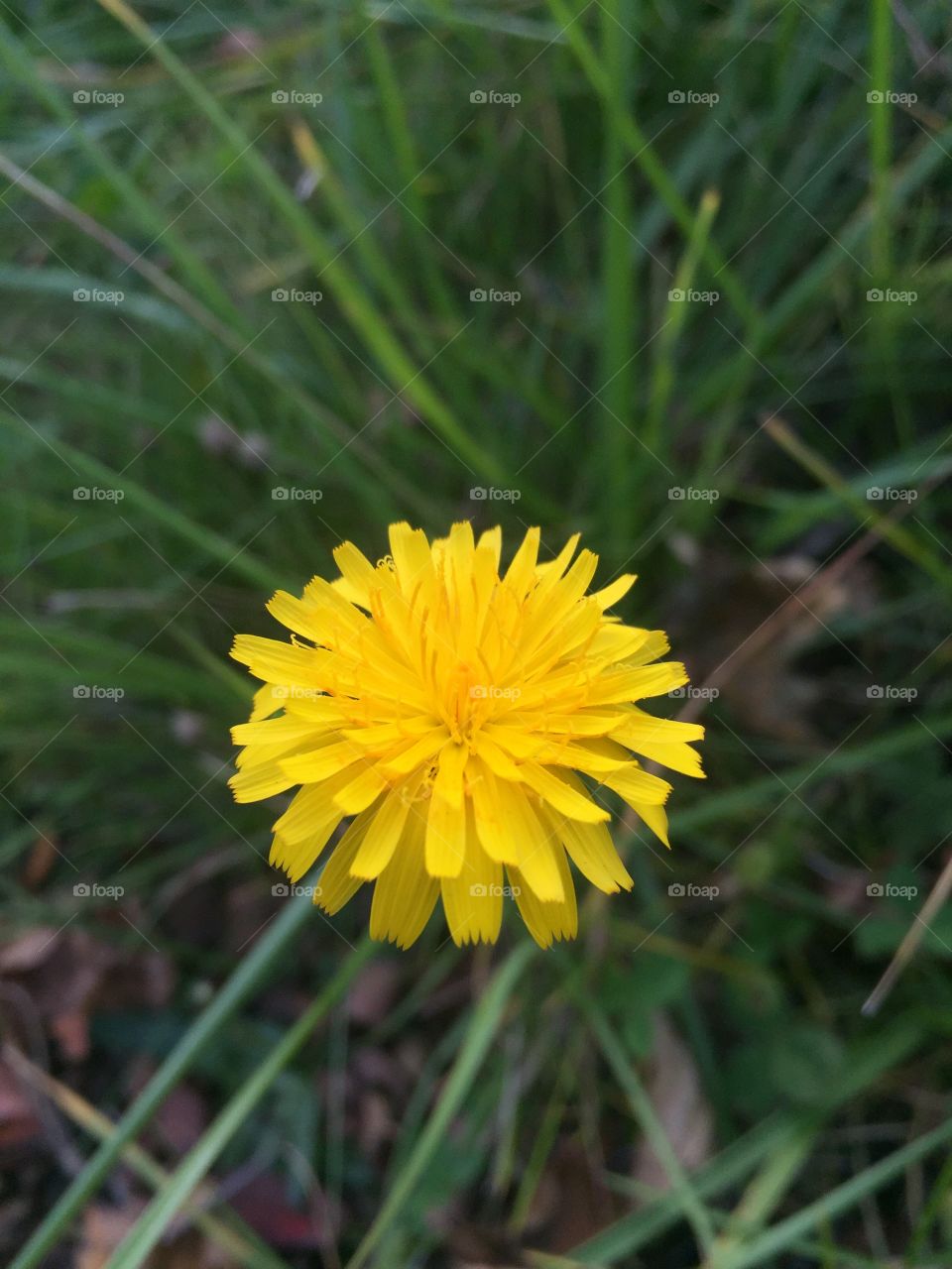 a cute dandelion 