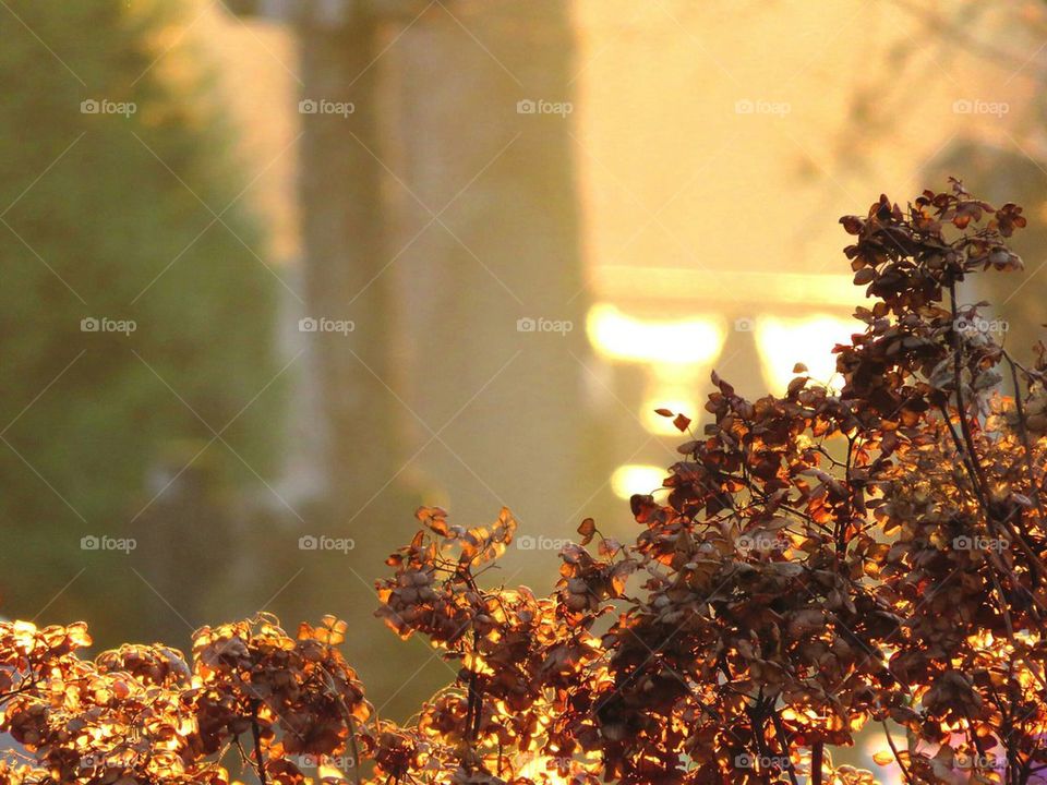 dry hydrangea in golden light