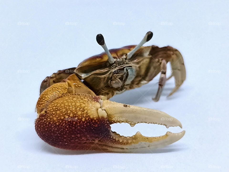 Crab isolated in white background
