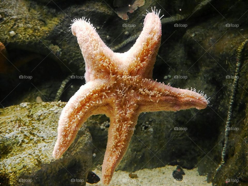 starfish