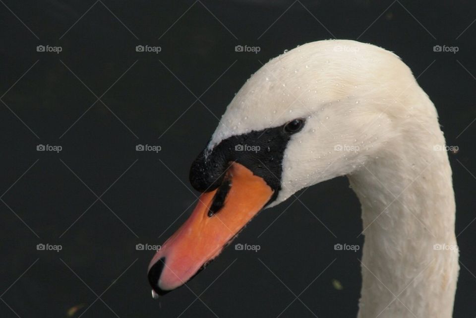 Beautifull swan upclose