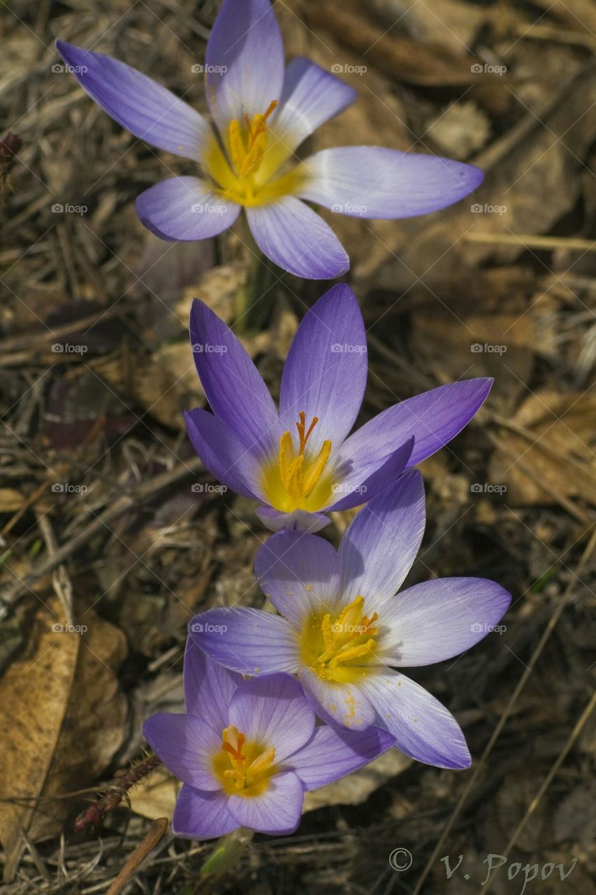 Spring blue flowers