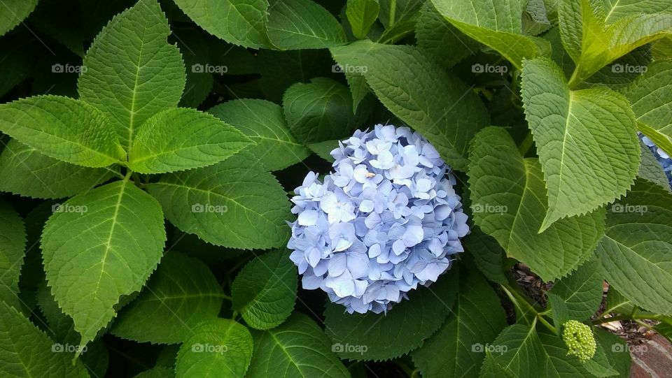 little blue bloom bouquet
