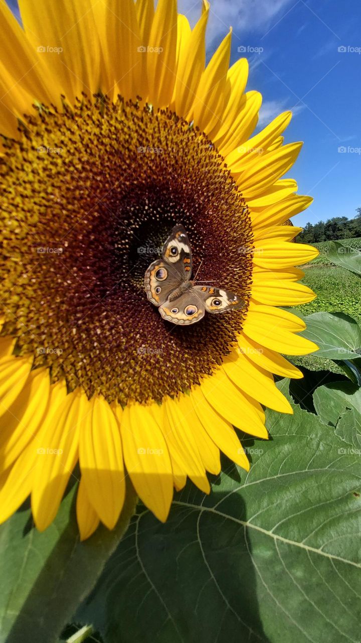 Butterfly on my Sunflower