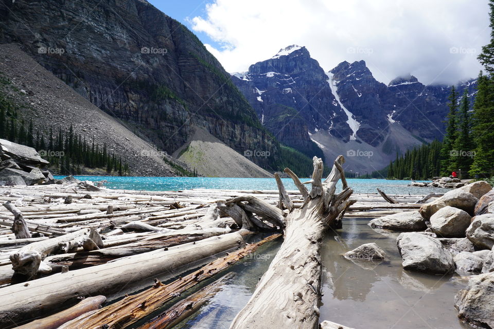 Beached tree logs 