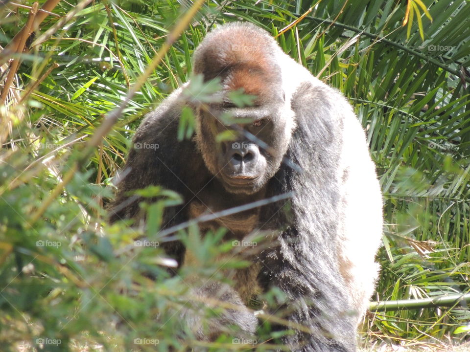 Death Stare . A gaurilla staring me down.