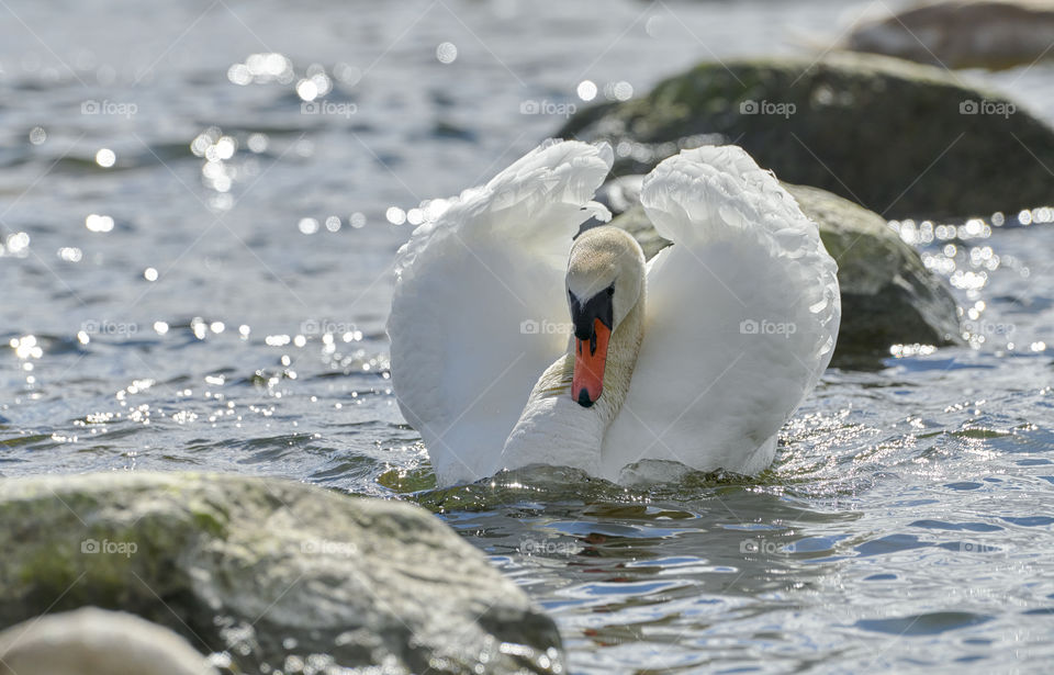 Defiant swan swimming in the the Baltic Sea with spring courtship display arrangement of wings and feathers