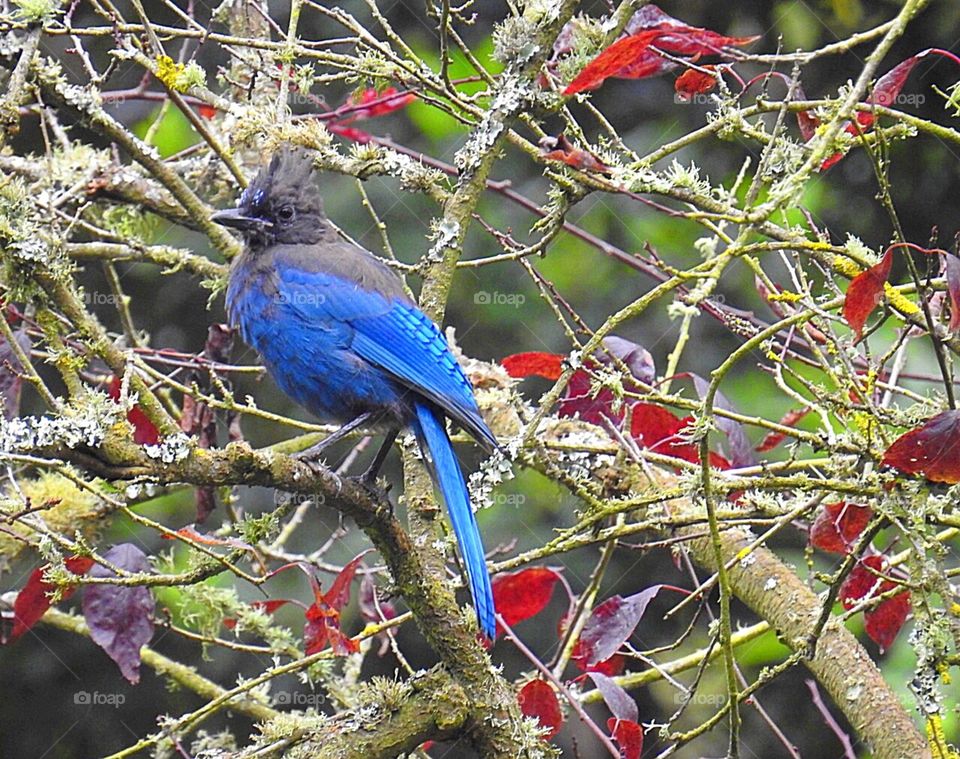 Stellar Jay