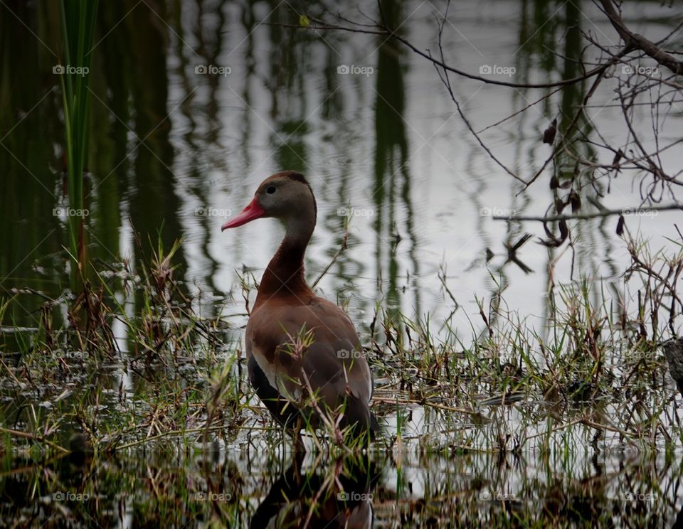 Beautiful migratory Black bellied whistling duck in the wetlands.