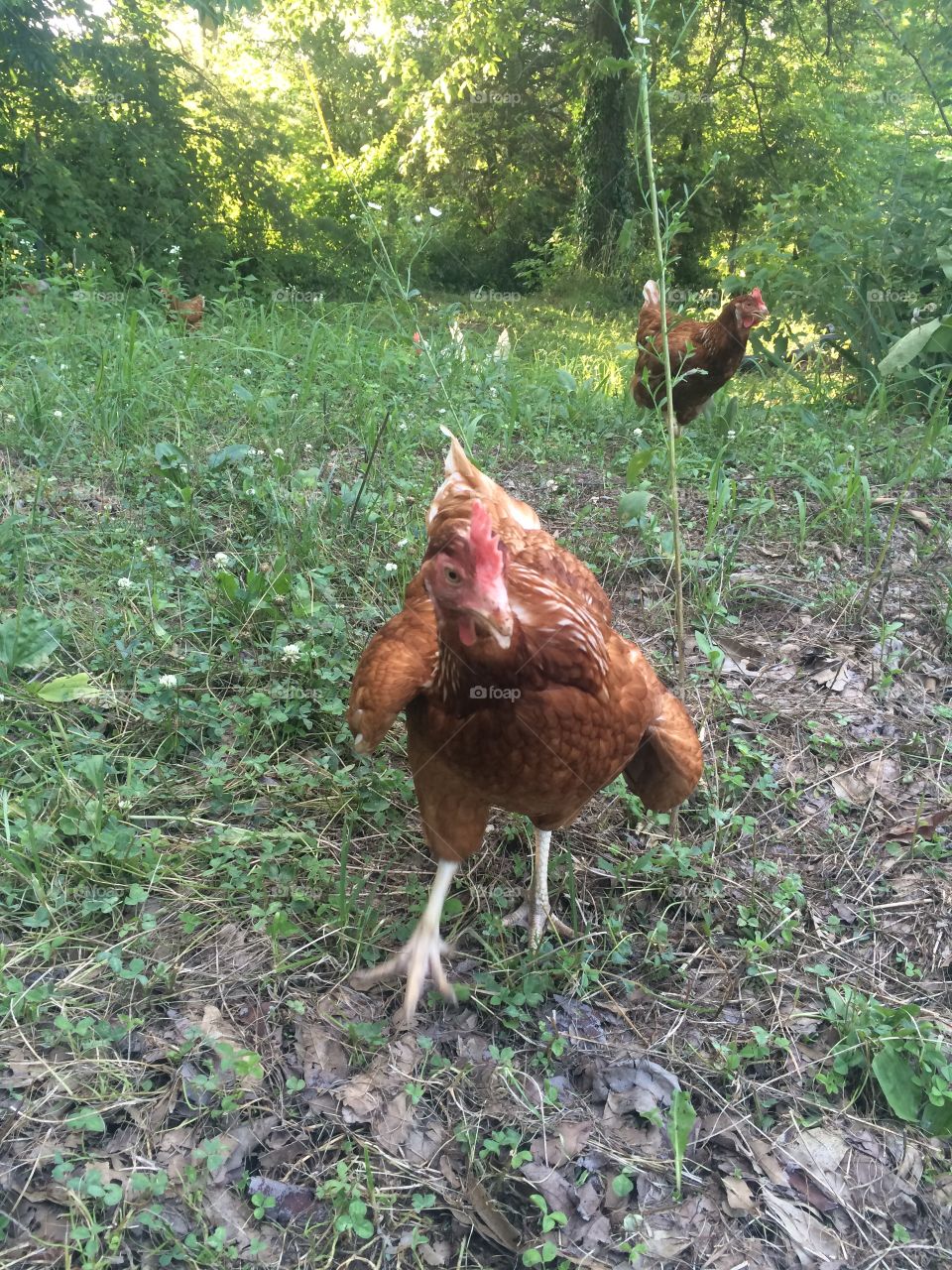 Free Range Red Chicken