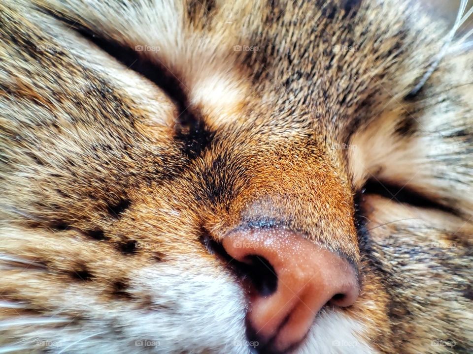 A beautiful close-up photo of a sleeping cat with a cute face, nose, eyes and whiskers