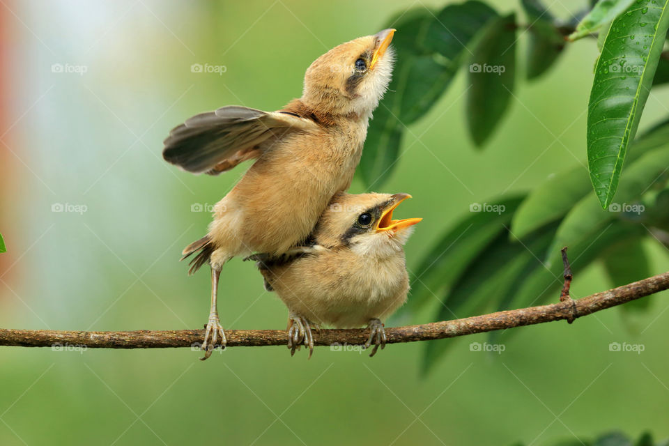 Two sweet little birds. Banjarbaru, Indonesia.