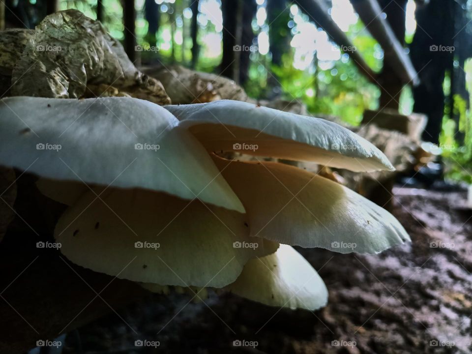Oyster mushroom (Pleurotus ostreatus) cultivation growing in farm Mushroom cultivation in organic farms Fresh mushroom growing on a special soil 
on a mushroom production. close-up horizontal