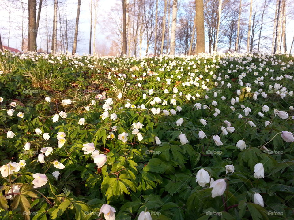 Spring flowers
