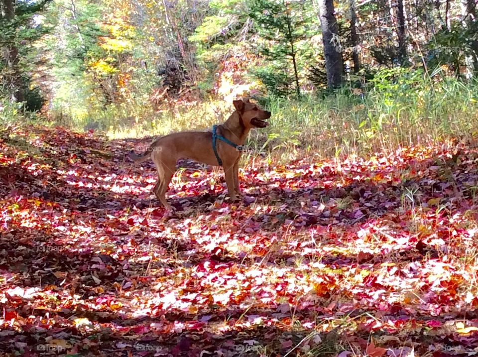 Joey running around in the fall leaves