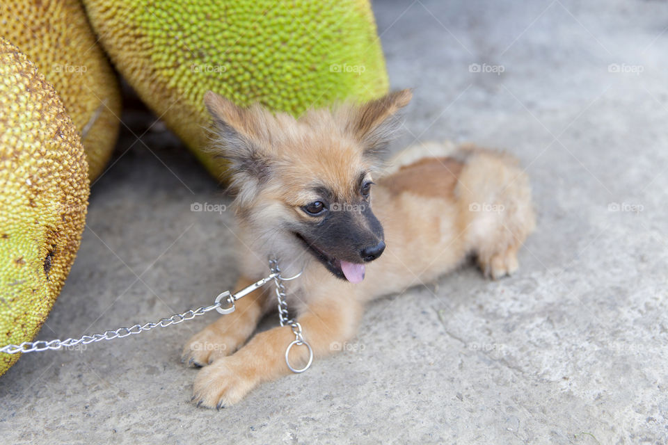 Playful puppy