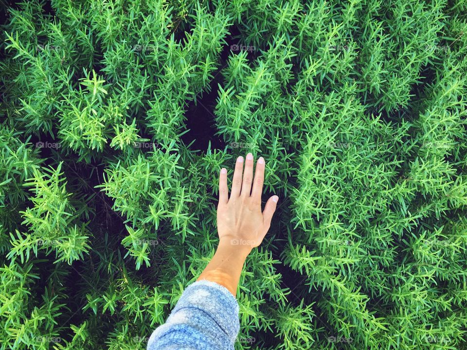 Hand in the plants 