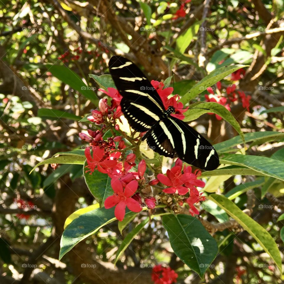 Zebra Longwing, Florida state butterfly 