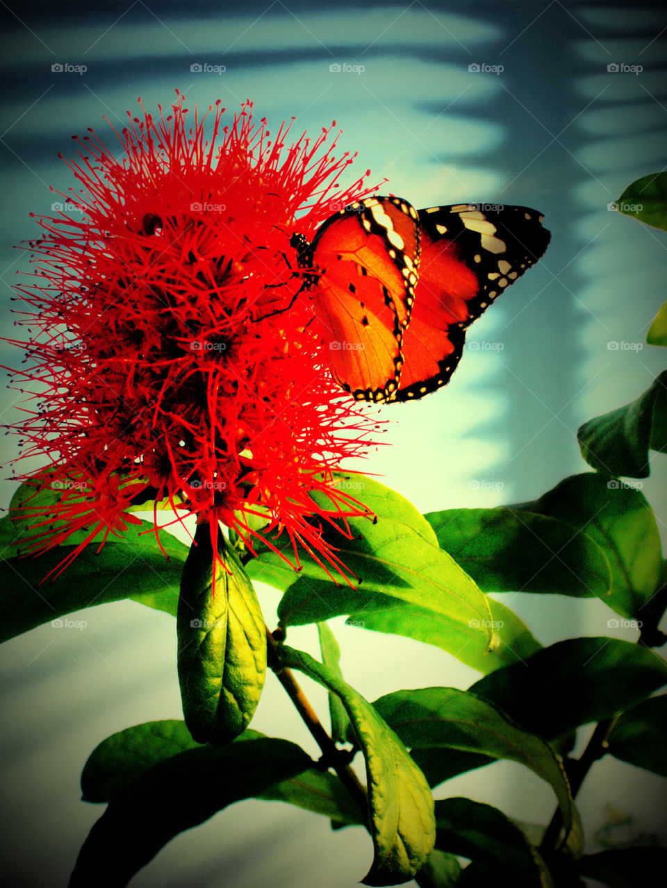 butterfly and red flower