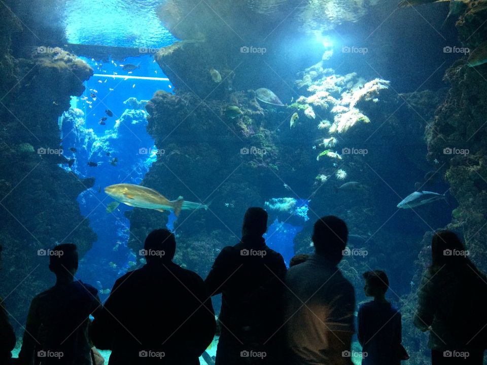 Океанариум в Монако 🇲🇨