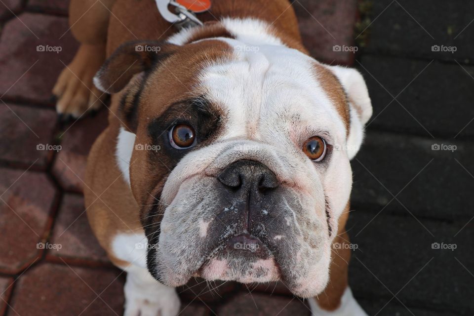 Boxer puppy looking at me wisely with his big brown  marble eyes  