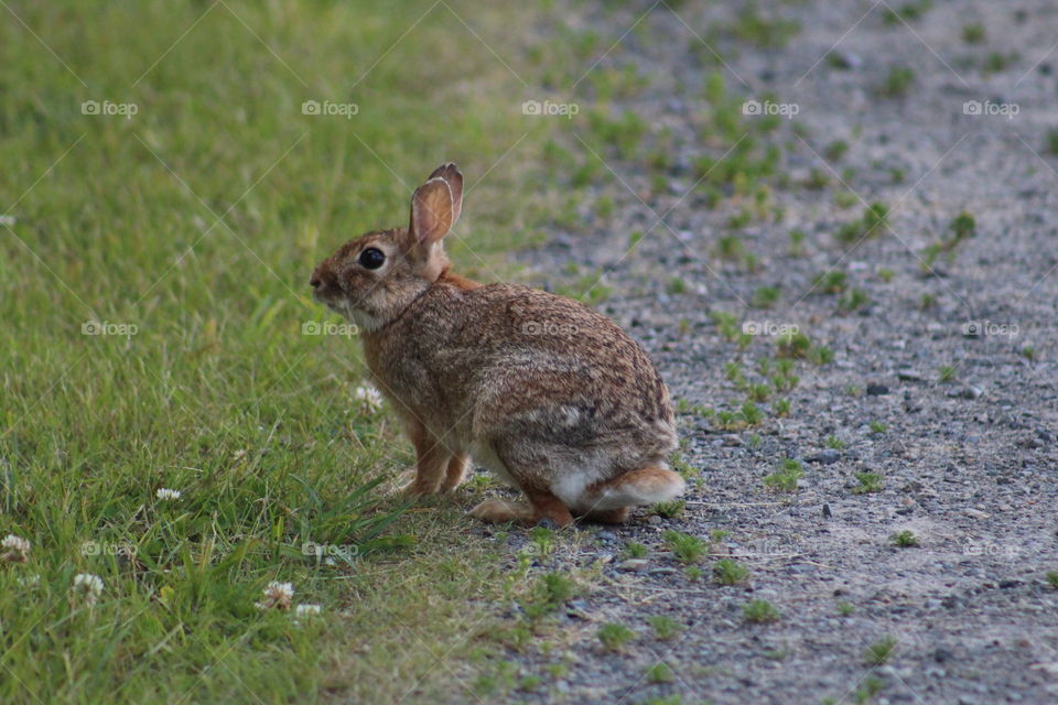 bunny