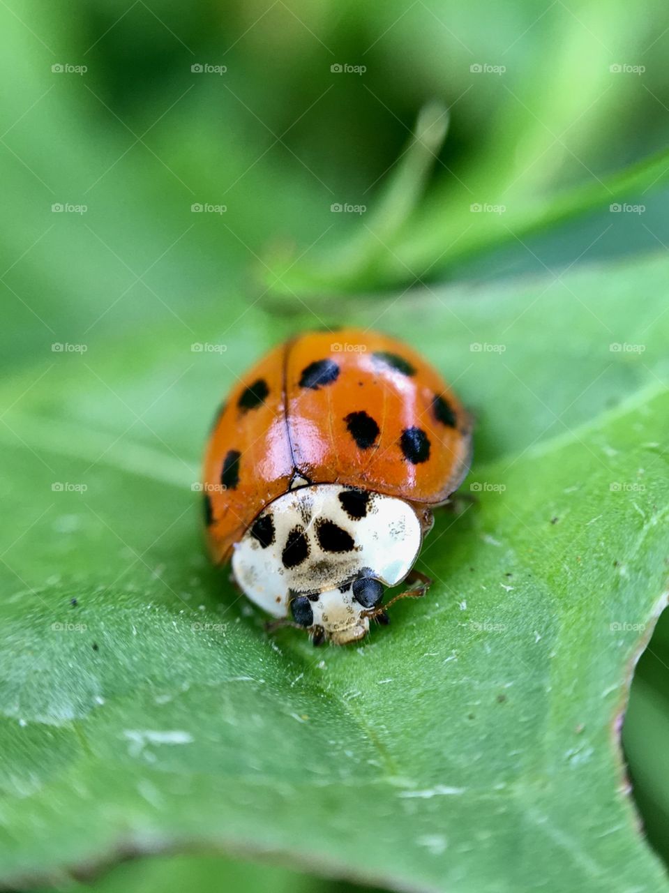 Garden Ladybug 