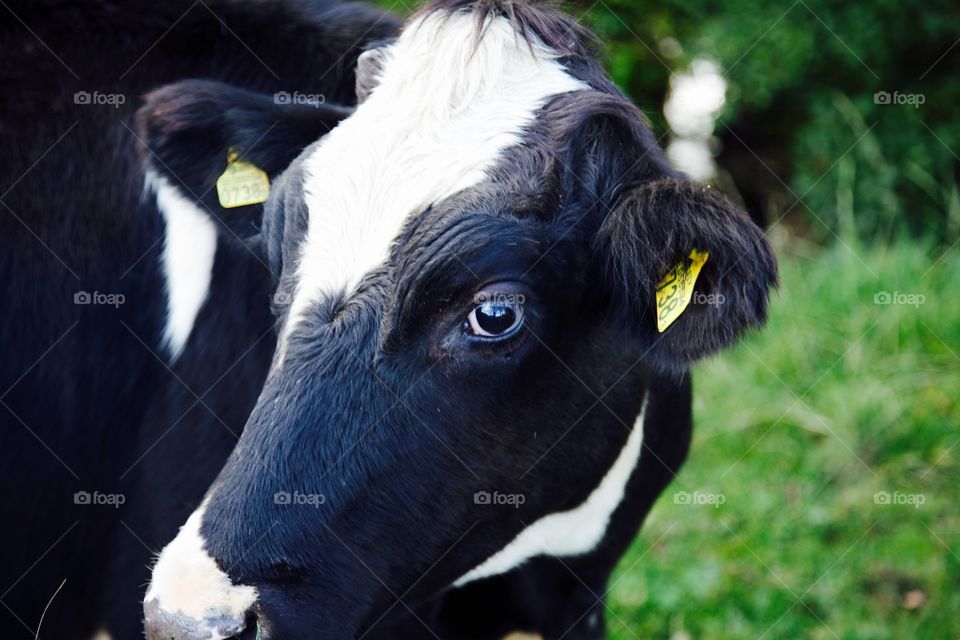 Cow, Cattle, Farm, Milk, Agriculture