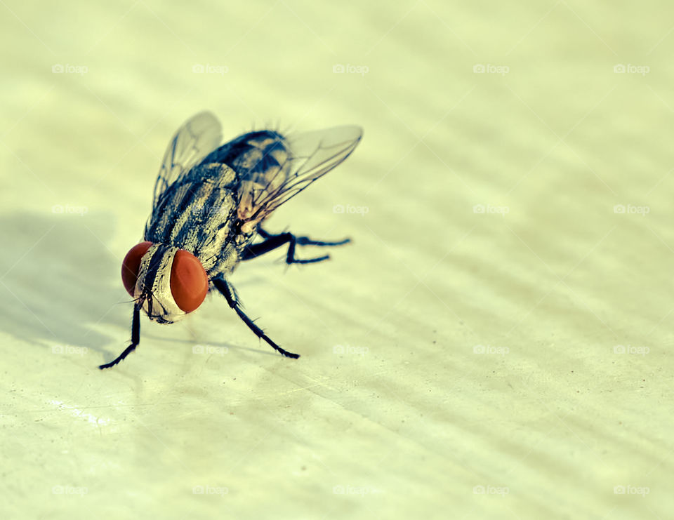 Macro photography - House fly - Natural Lighting