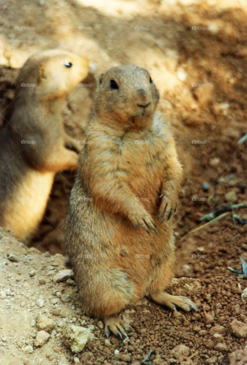Gopher Standing