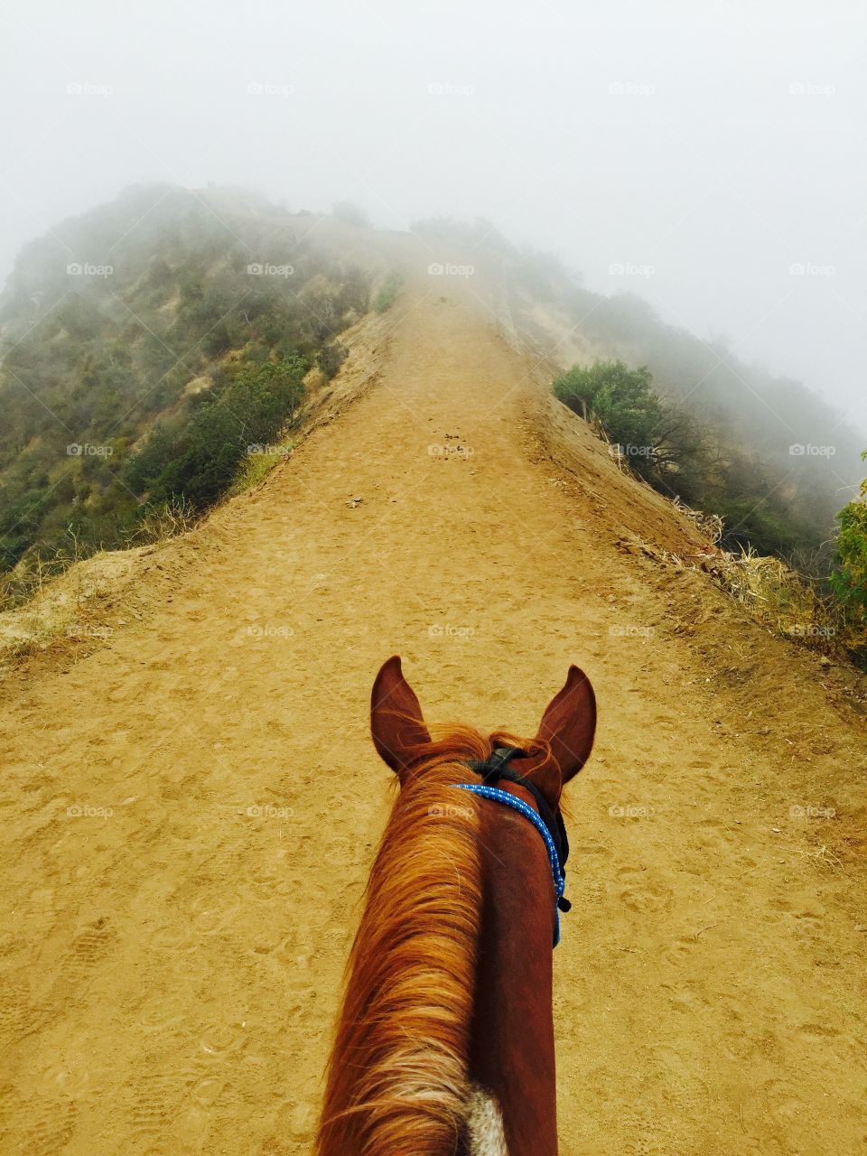 Your surroundings are a bit different on the back of a horse. 