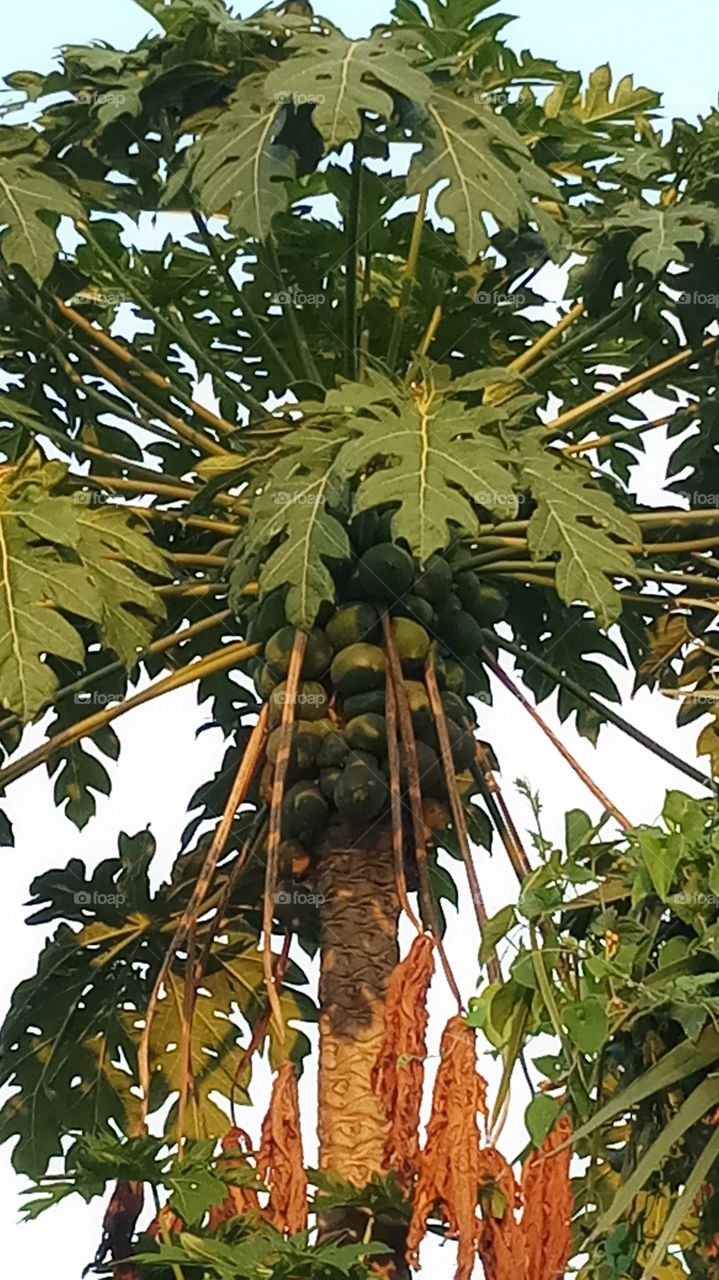 This is very very evening click