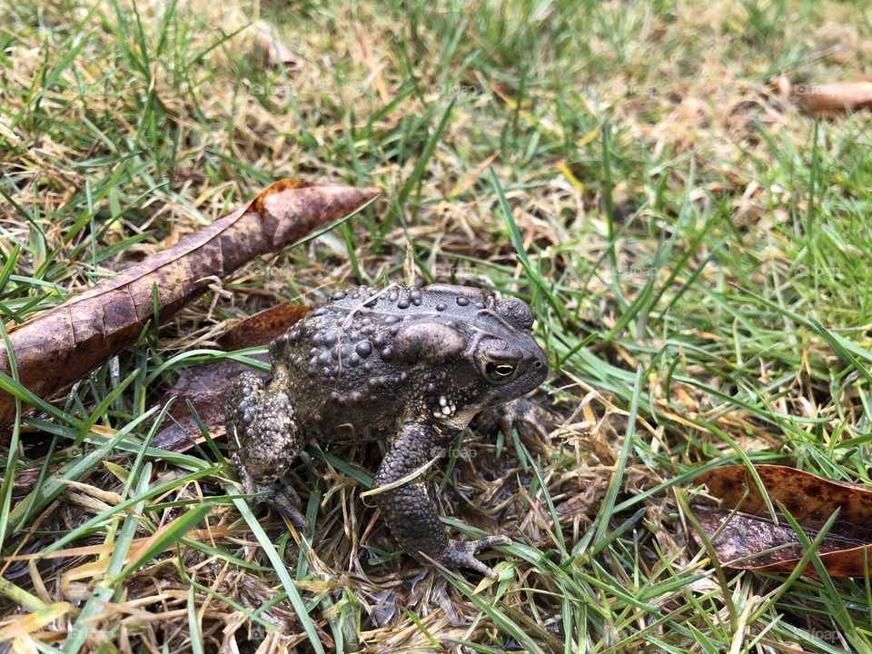A toad in the grass
