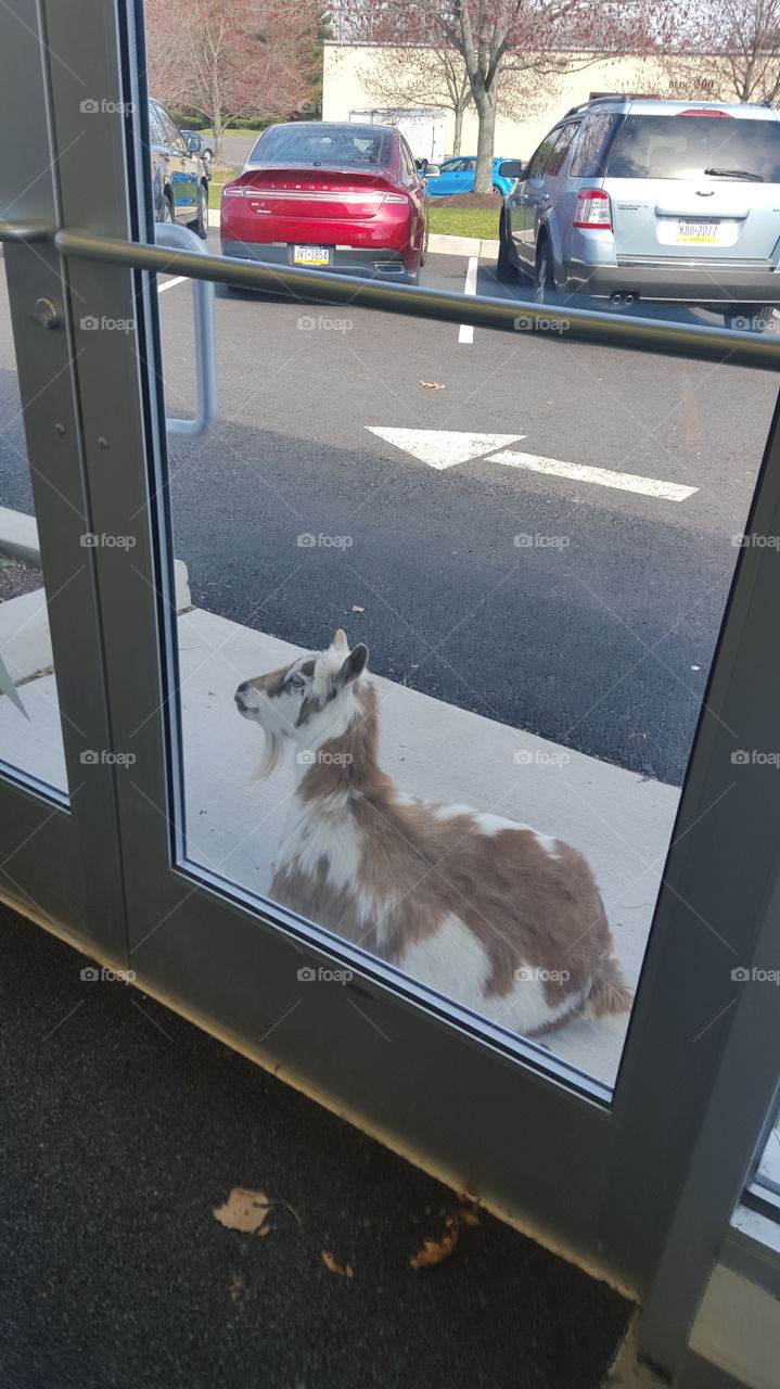 why is there a goat outside of a car dealership....