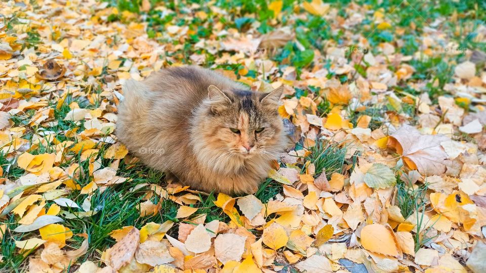 cat and yellow leaves