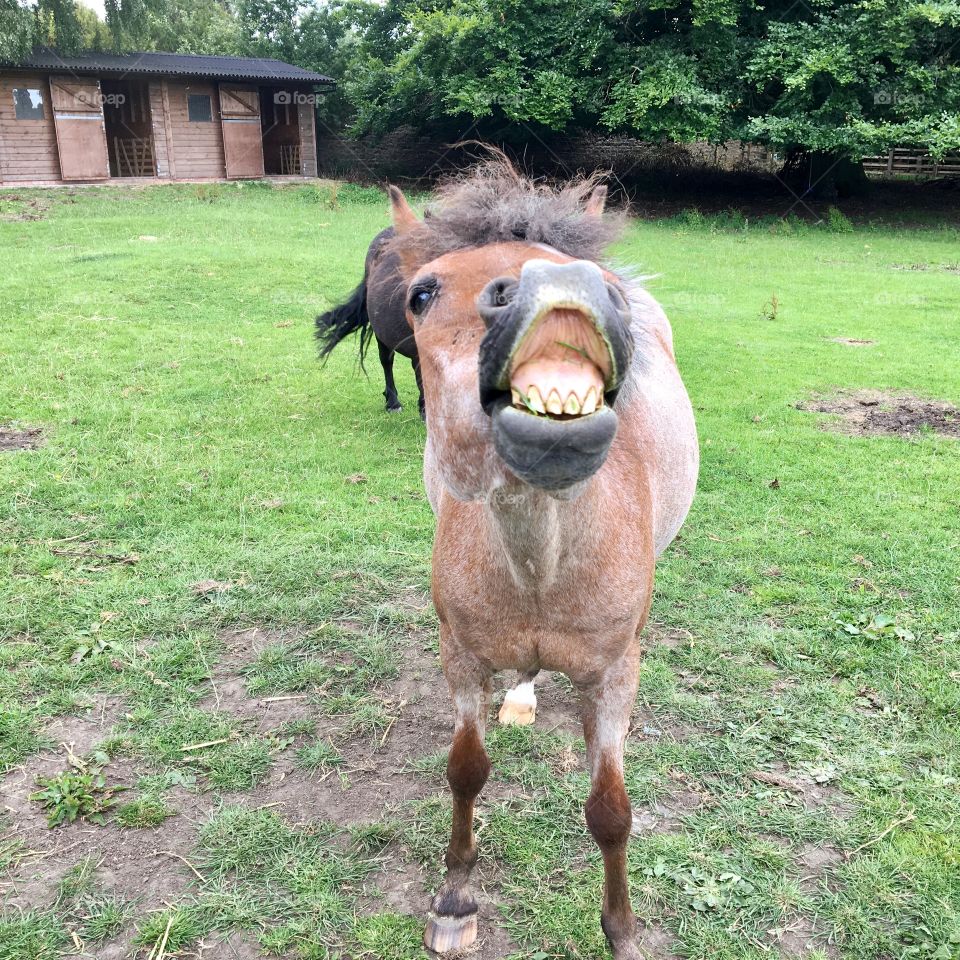 Funny face horse showing his teeth to me 😂