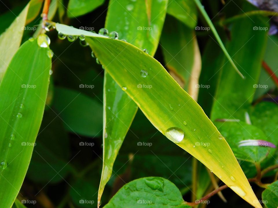 Raindrops delicately balanced under and over a bamboo leaf