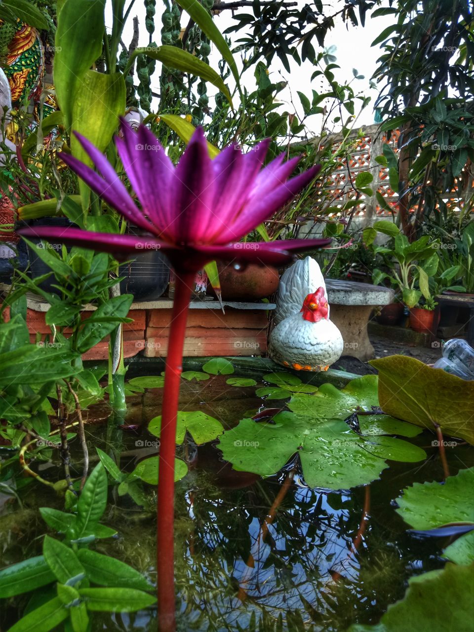 Lotus in the pot
