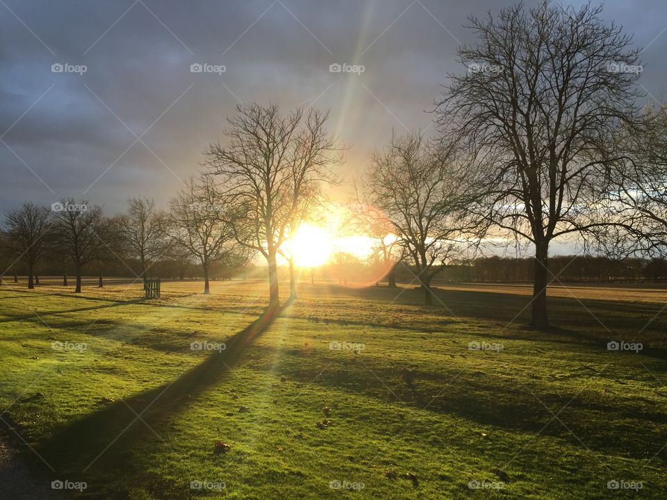 Sunlight through trees
