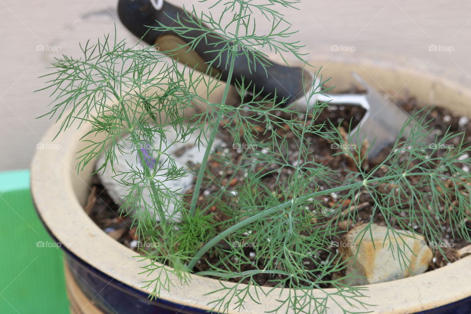 Dill a delicious herb and seasoning. Great for adding flavor to your recipes. Also aids in digestion.