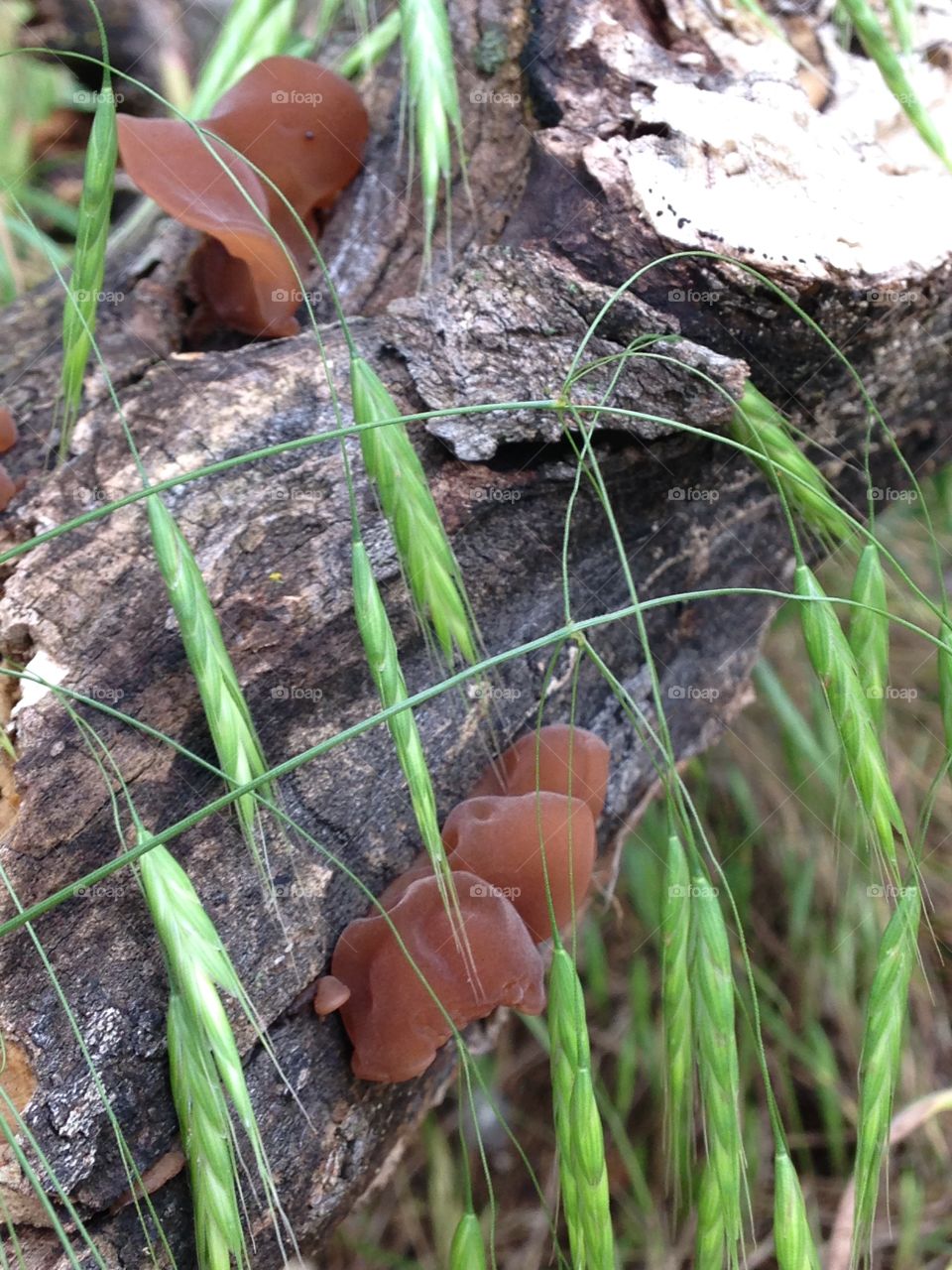 Jelly fungi. Tree ear jelly fungi on a fallen tree limb