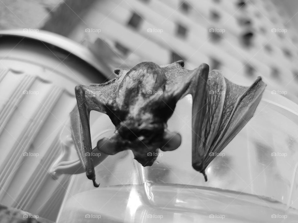 A wet bat, hanging