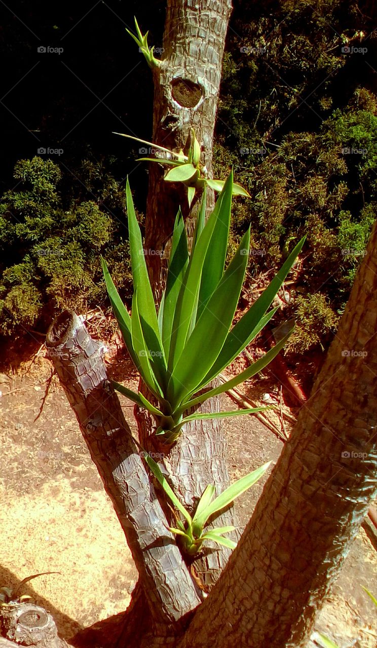 First leaves of tropical Yucca plant in
garden in sunny beautiful day of March