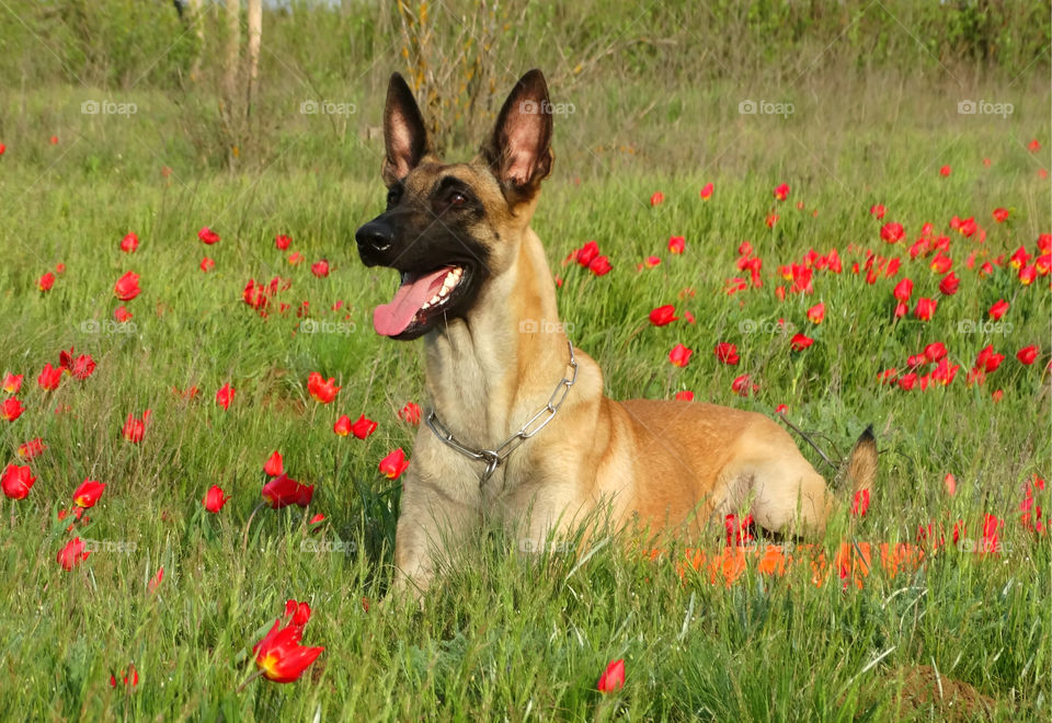 Belgian shepherd malinois dog and tulips 🌷